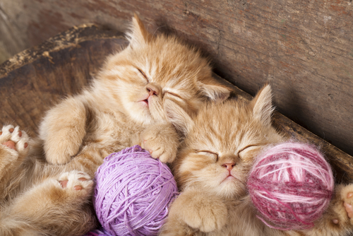 gatos-adorables-y-productividad