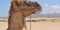 camel-903446_1280